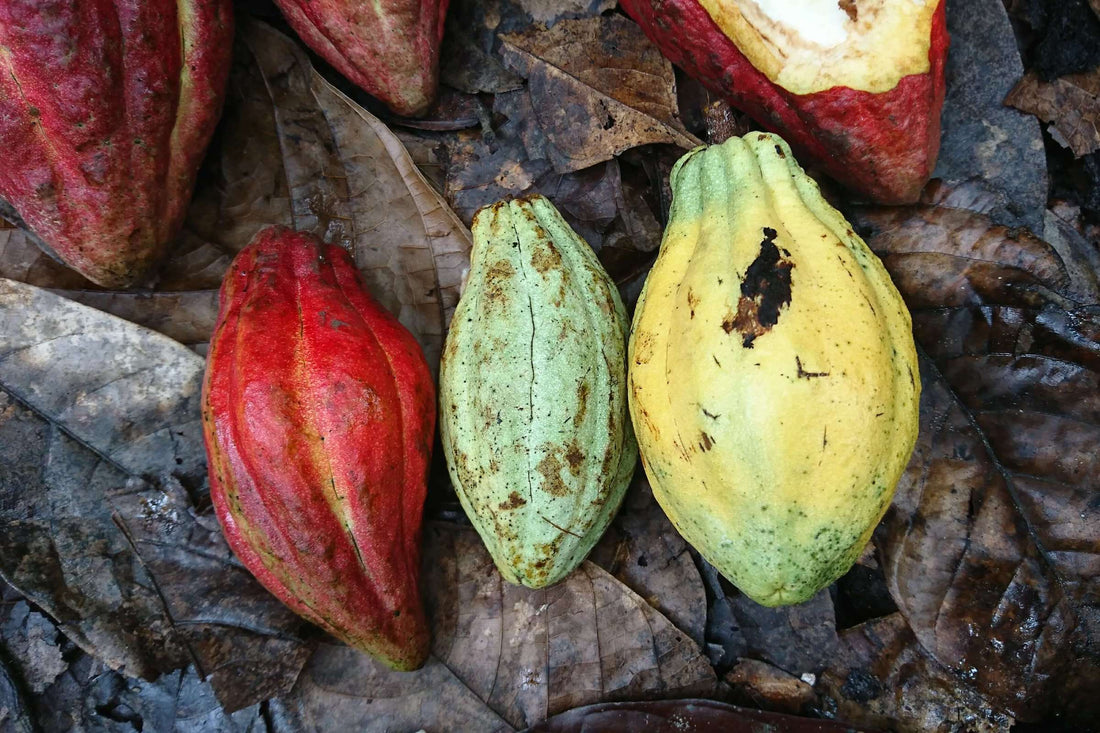 Bean to Barはカカオ農家の最適解ではない